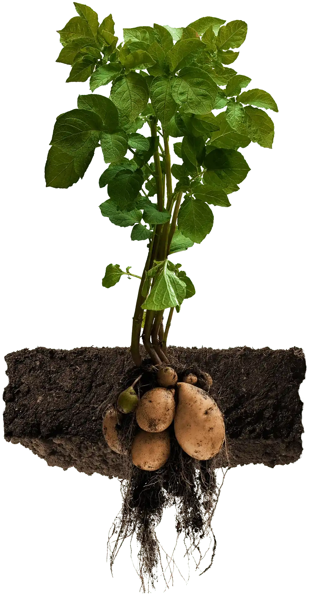 Potato plant with leaves and potatoes on a white background